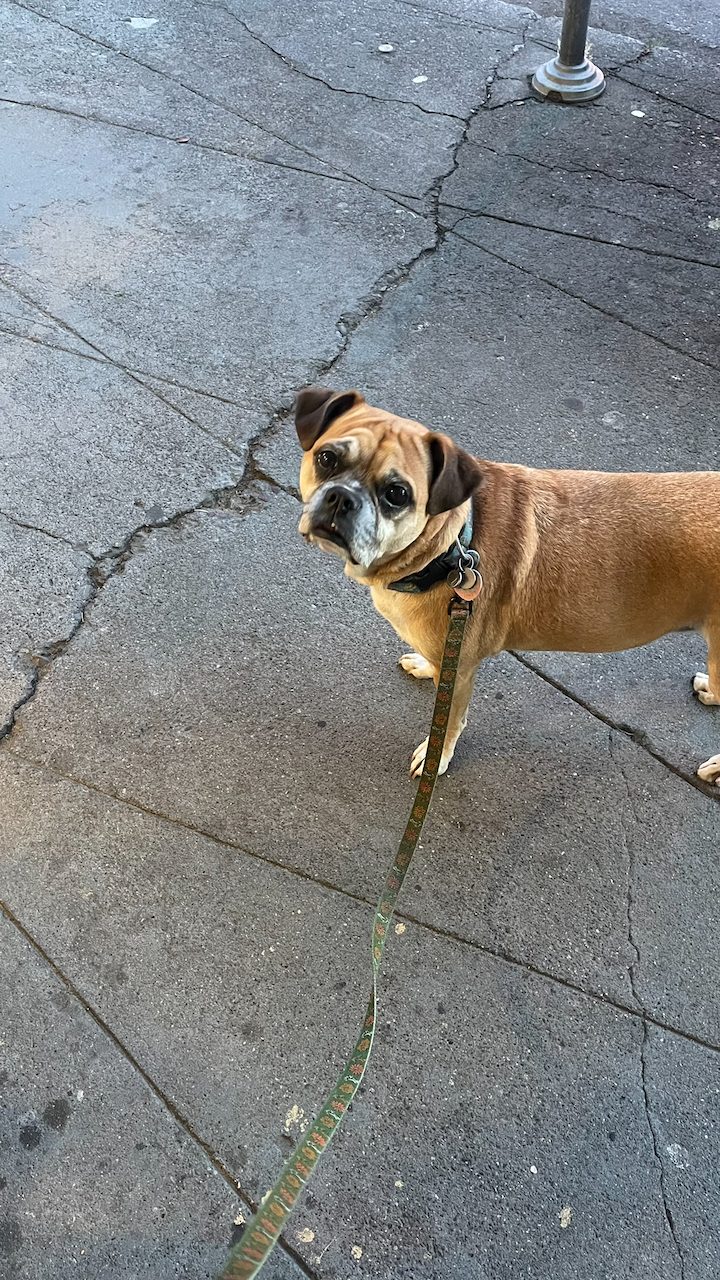 Dog photo 1 of 29