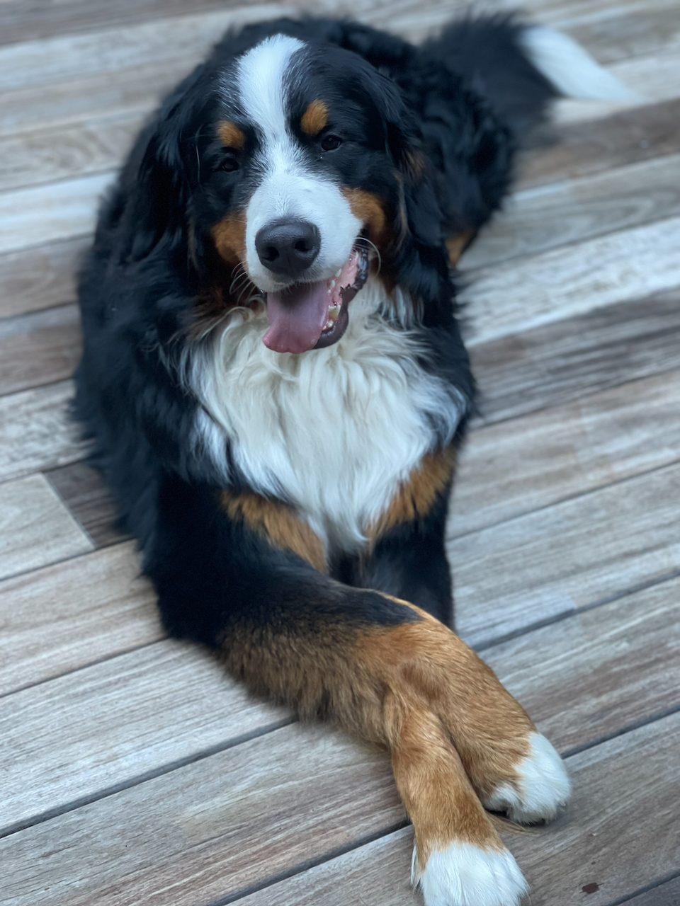 Dog photo 9 of 29