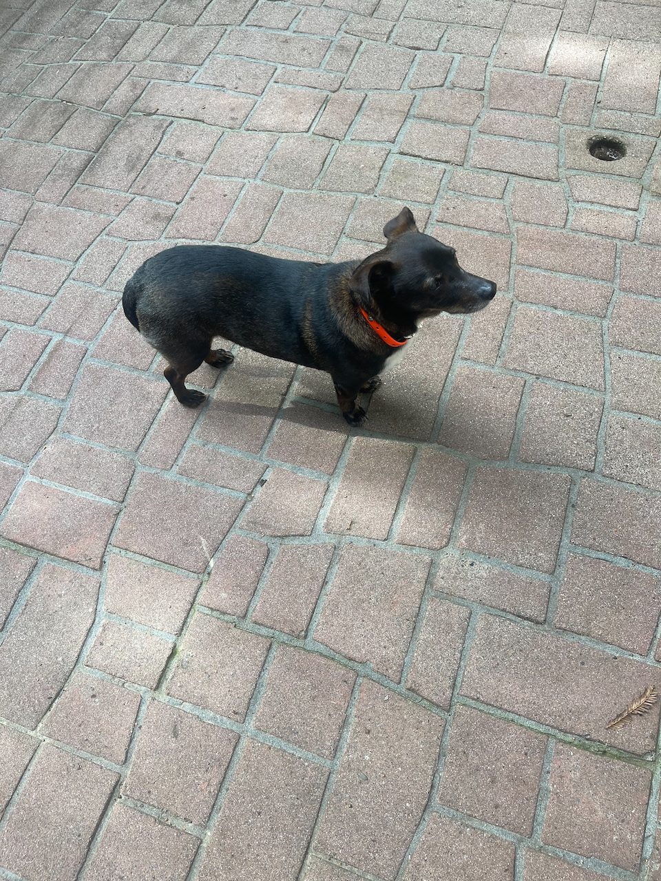 Dog photo 16 of 29