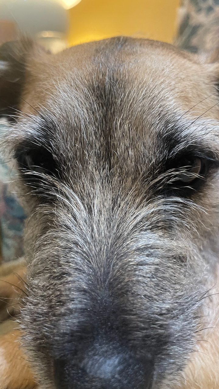 Dog photo 18 of 29